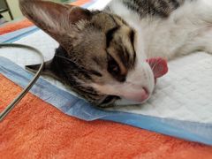 -艾贝尔宠物诊疗