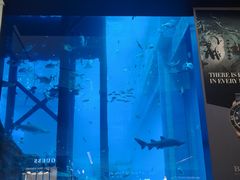 -迪拜水族馆及水下动物园