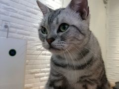 -momokira米努特·德文卷毛猫·棉花面纱犬