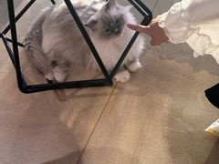 -藏猫猫咖啡主题馆(中央大道店)