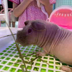 -Moni星球萌宠·小马宝莉·灵蛇·高端高阶全萌宠互动体验俱乐部(红豆国际广场店)