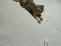 -藏猫猫咖啡主题馆(中央大道店)