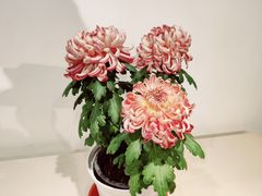 -汇龙潭