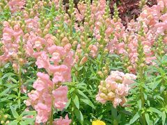 -春花秋色城市公园