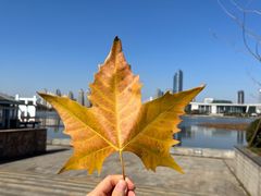 -月湖风景区