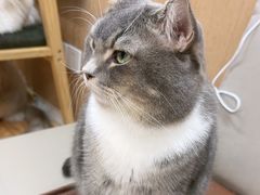 -MOCHA明星猫咖(田子坊店)