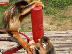 -西霞口神雕山野生动物世界