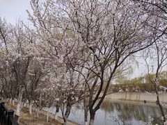 -桃花堤公园