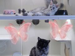 -十年猫舍·猫咪专门店(普陀店)