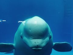 -海合安成都极地海洋公园