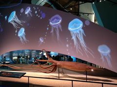 -贝林大翅鲸简餐厅(国家海洋博物馆店)