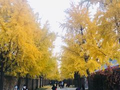 -圆明园停车场