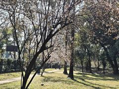 -武汉大学-樱园