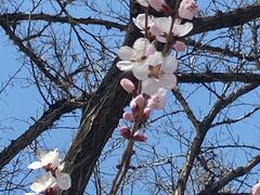 -桃花堤公园
