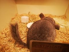 -龙猫仔乐园(惠福东路店)