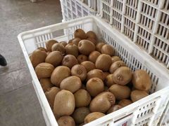 -双福水果批发市场