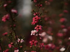 -成飞公园