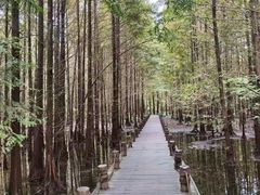 -桤木河湿地公园