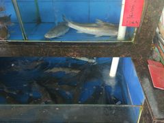 -水上鱼当家