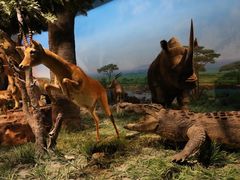 -国家自然博物馆