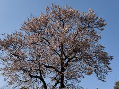 -成都市文化公园