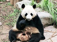 -都江堰中华大熊猫苑