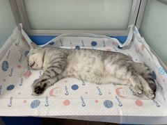 -灵美宠物诊所