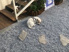 -椿风·养身茶饮(吉大店)