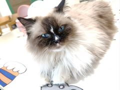 -藏猫猫咖啡主题馆(中央大道店)