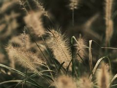 -白鹭湾湿地公园