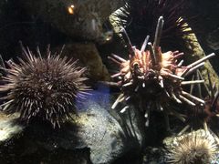 -悉尼海洋生物水族馆