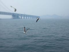 -星海湾跨海大桥