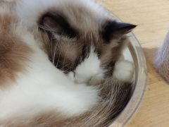 -楼上猫咖(罗湖店)