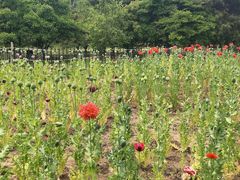 -国家植物园南园