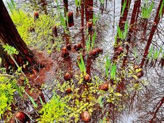 -溱湖国家湿地公园