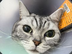 -瑞鹏宠物医院·宠保定点·心脏科·内科(御桥分院)