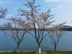 -羊山湖公园