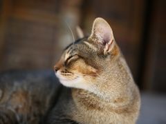 -喵屿·大理花园猫咖