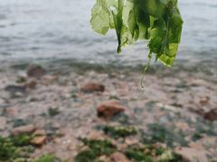 -小麦岛公园