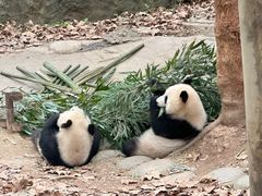 -都江堰中华大熊猫苑