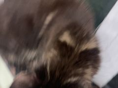 -美美宠物诊疗中心·异宠·骨科(滨江东信分院)