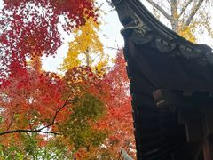 -秋霞圃