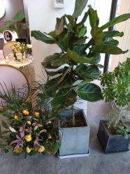 -Priscilla皮肤管理中心