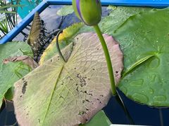 -西湖外事游船(湖滨二公园外事游船码头)