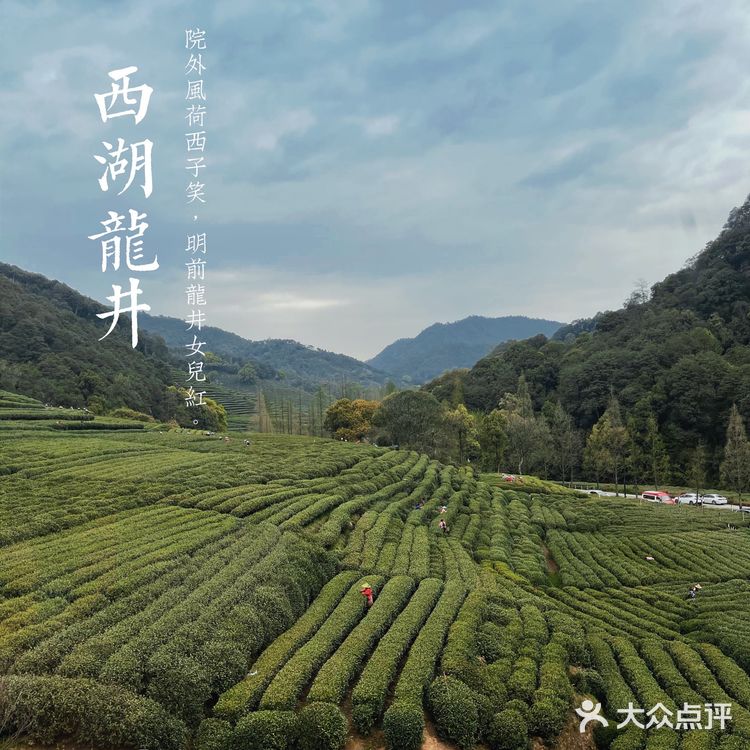 杭州茶园 | 西湖明前龙井