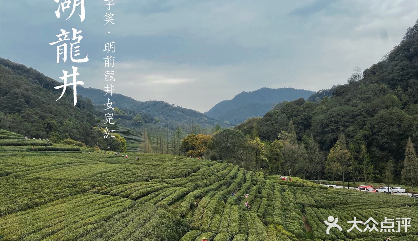 杭州茶园 | 西湖明前龙井