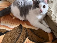 -lincat·猫舍(广州店)