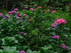 -铁山坪森林公园