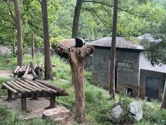 -都江堰中华大熊猫苑