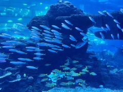 -成都浩海立方海洋公园